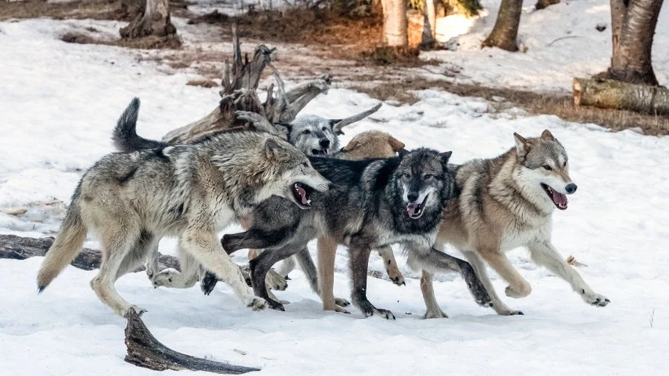 Öt farkas fut a hóban, vidám és energikus mozdulatokkal.