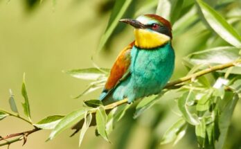 Gyurgyalag Merops apiaster