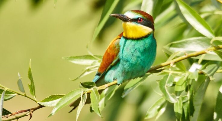 Gyurgyalag Merops apiaster
