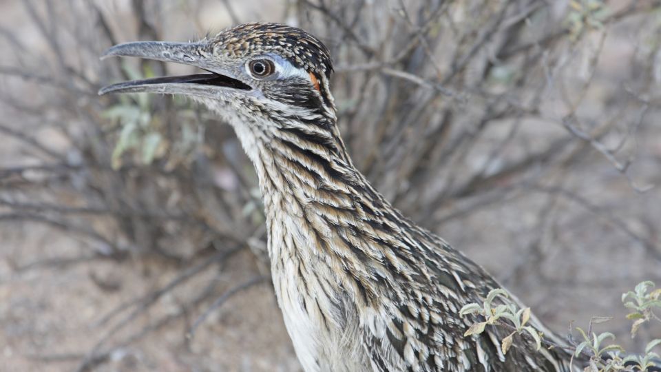 Kaliforniai foldikakukk Geococcyx californianus