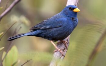 Kobaltkek pinty Porphyrospiza caerulescens