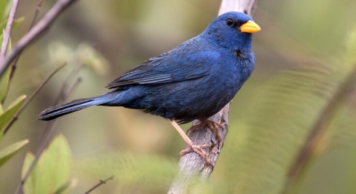 Kobaltkek pinty Porphyrospiza caerulescens