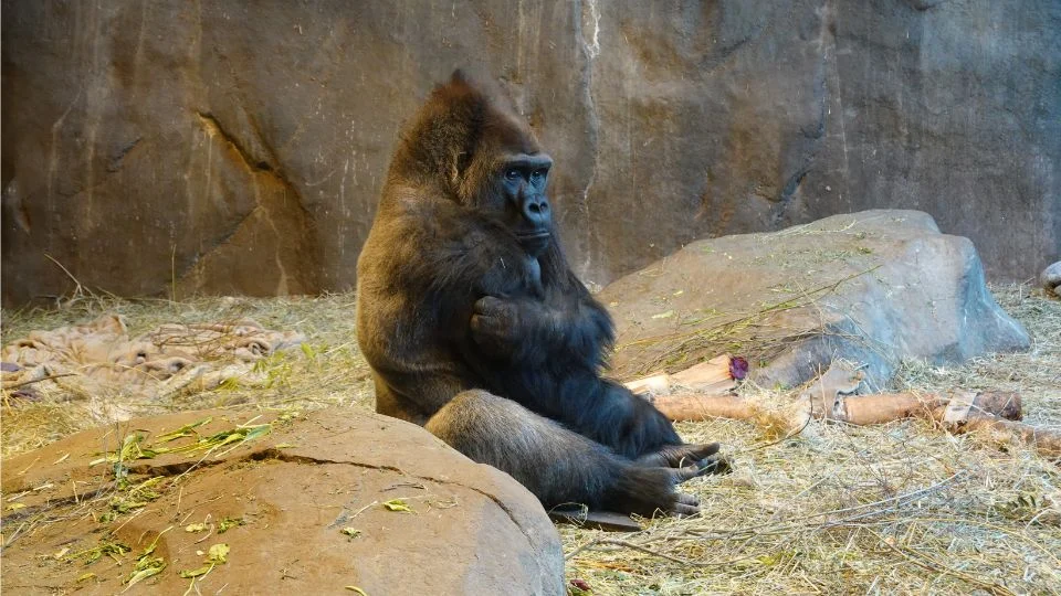 Egy gorilla ül egy sziklás területen, nyugodtan néz a távolba.