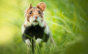 Mezei horcsog Cricetus cricetus 3