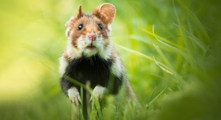 Mezei horcsog Cricetus cricetus 3