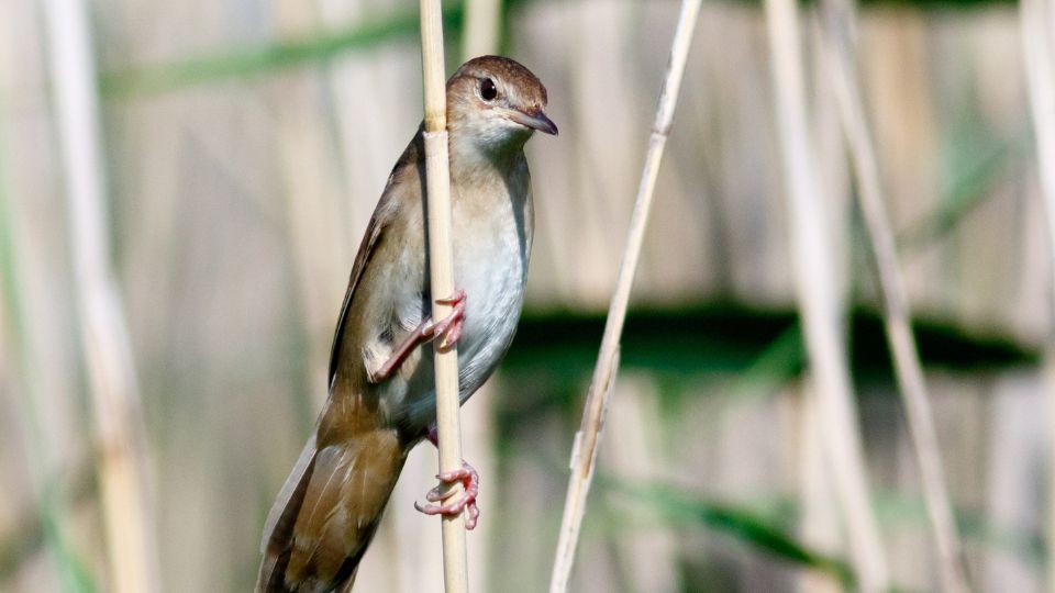 Nádi tücsökmadár (Locustella luscinioides)