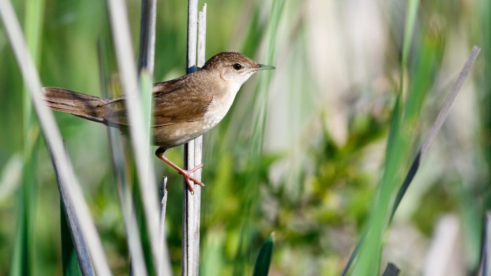 Nádi tücsökmadár (Locustella luscinioides)