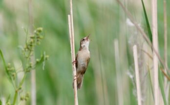 Nadi tucsokmadar Locustella luscinioides