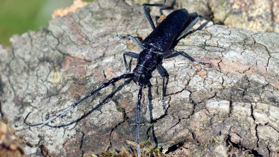 A nagy hőscincér egy fán ülve, fekete színével és hosszú antennáival.