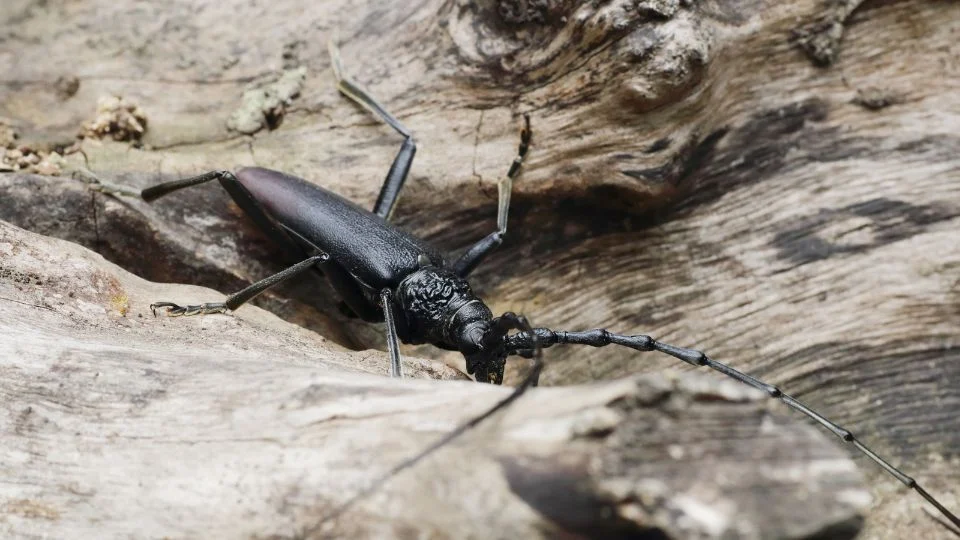 Egy nagy hőscincér (Cerambyx cerdo) fekszik egy faágon, részletesen látható a teste és a hosszú antennái.
