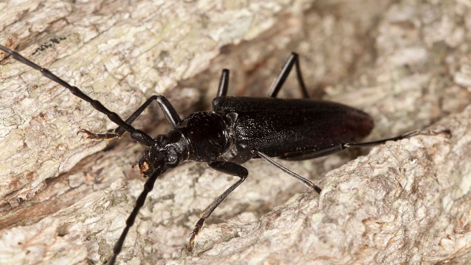 Nagy hoscincer Cerambyx cerdo 3