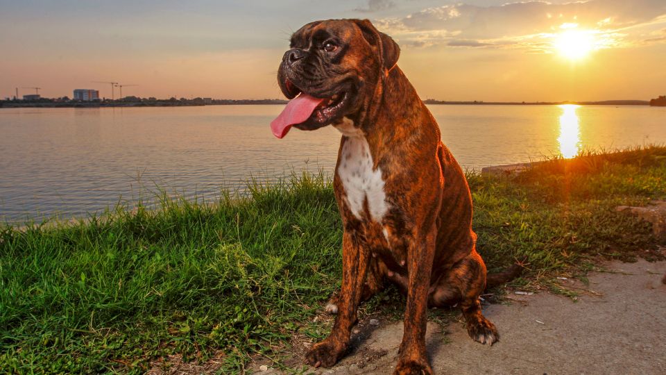 Nemet boxer 1