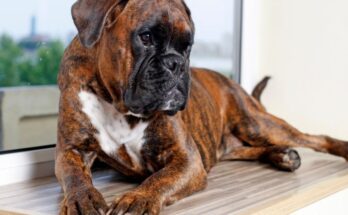 Nemet boxer