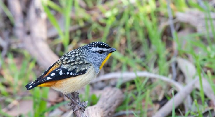 Parti gyemantmadar Pardalotus punctatus 1
