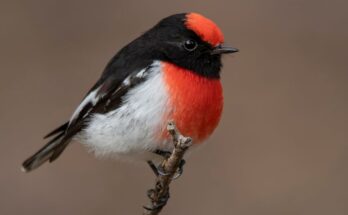 Pirossapkas cinegelegykapo Petroica goodenovii