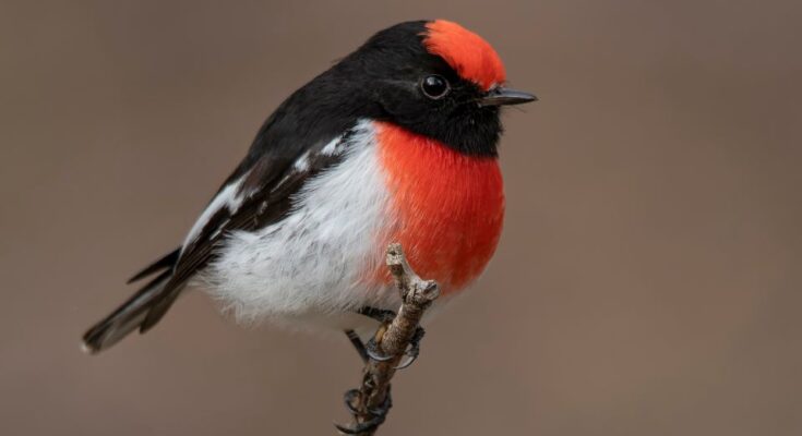 Pirossapkas cinegelegykapo Petroica goodenovii