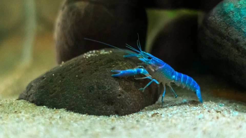 Egy kék színű rák, Procambarus alleni, egy kő mellett az akváriumban.