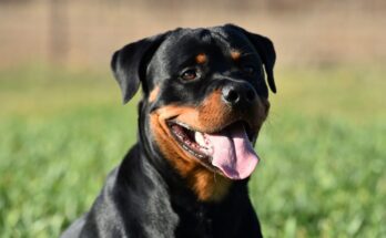 Rottweiler 5