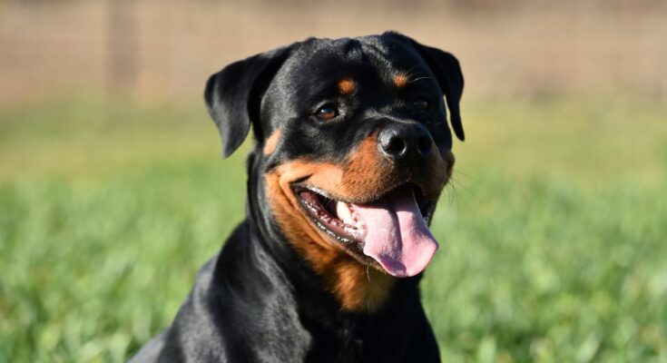 Rottweiler 5