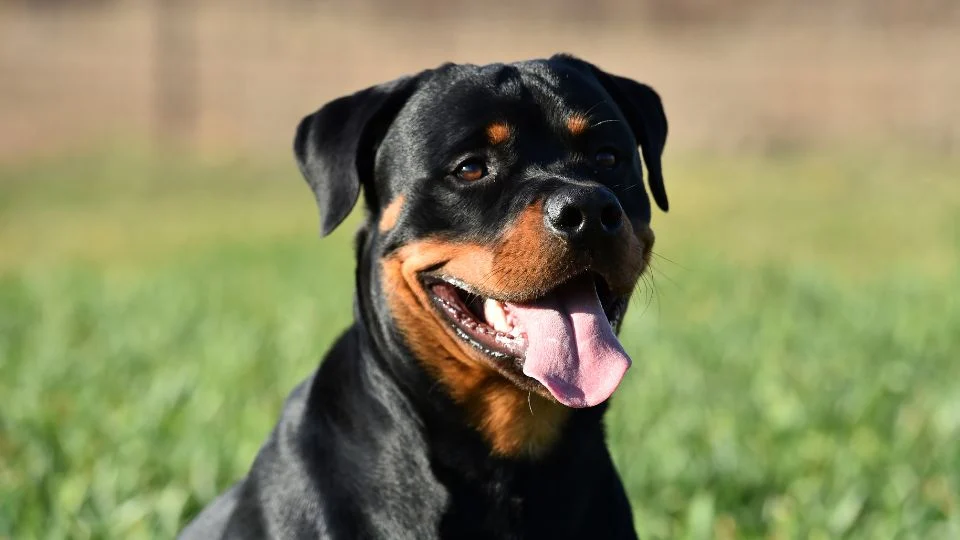 Egy boldog Rottweiler kutya áll a zöld fűben, mosolyogva néz a kamerába.