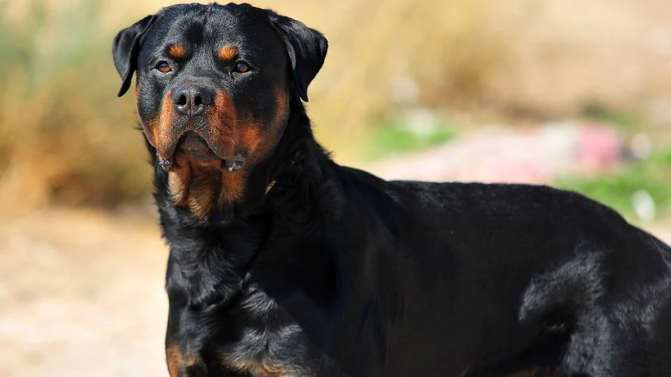 Egy Rottweiler kutya áll a szabadban, figyelmesen néz előre.
