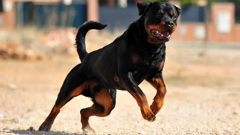 Egy Rottweiler kutya boldogan fut a szabadban, energikus mozdulattal.