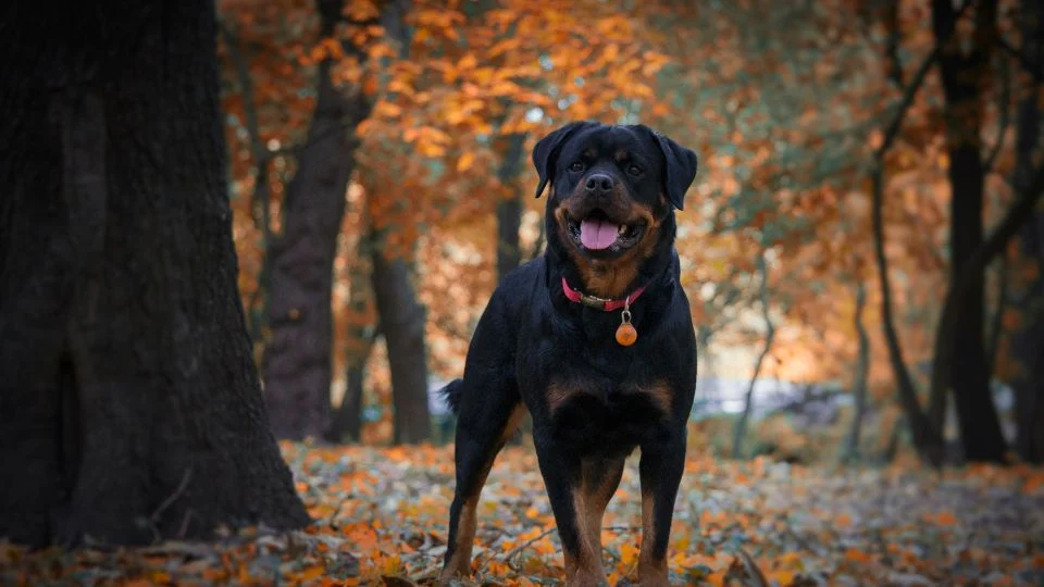 Egy Rottweiler kutya áll egy őszi erdőben, körülötte színes falevelek.