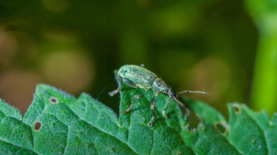 Selymes lombormanyos Polydrusus formosus 1