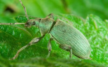 Selymes lombormanyos Polydrusus formosus 2