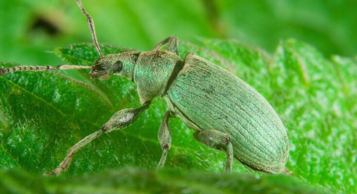Selymes lombormanyos Polydrusus formosus 2