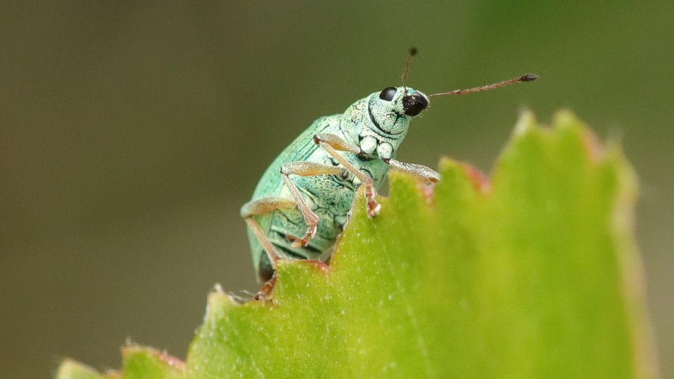 Selymes lombormanyos Polydrusus formosus 3