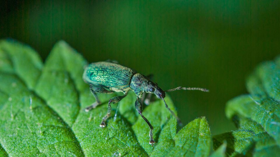 Selymes lombormanyos Polydrusus formosus 4