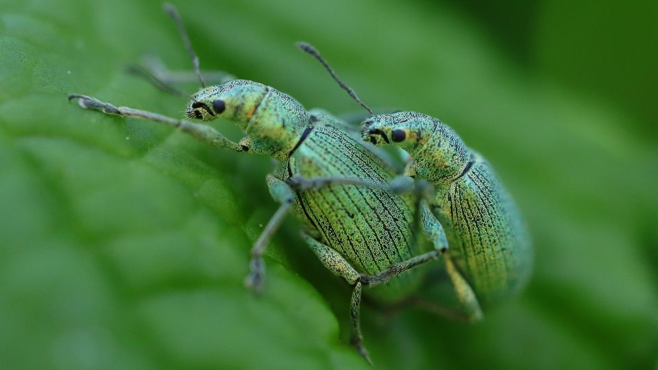 Selymes lombormanyos Polydrusus formosus 5