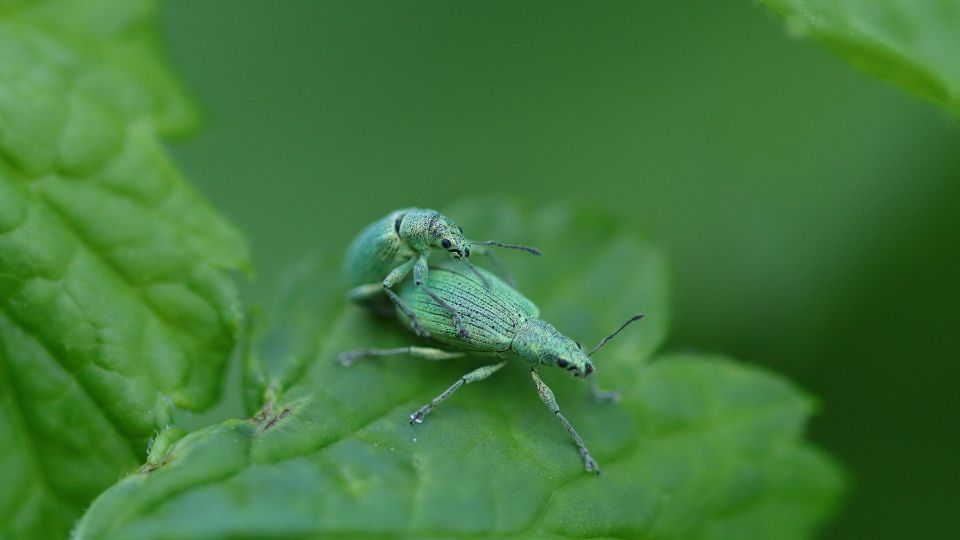 Selymes lombormanyos Polydrusus formosus