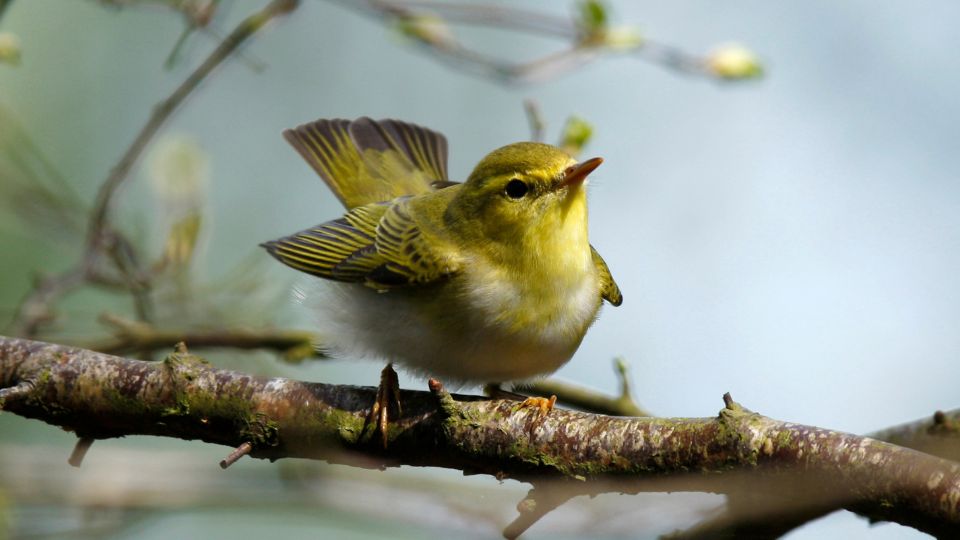 Sisegő füzike (Phylloscopus sibilatrix)