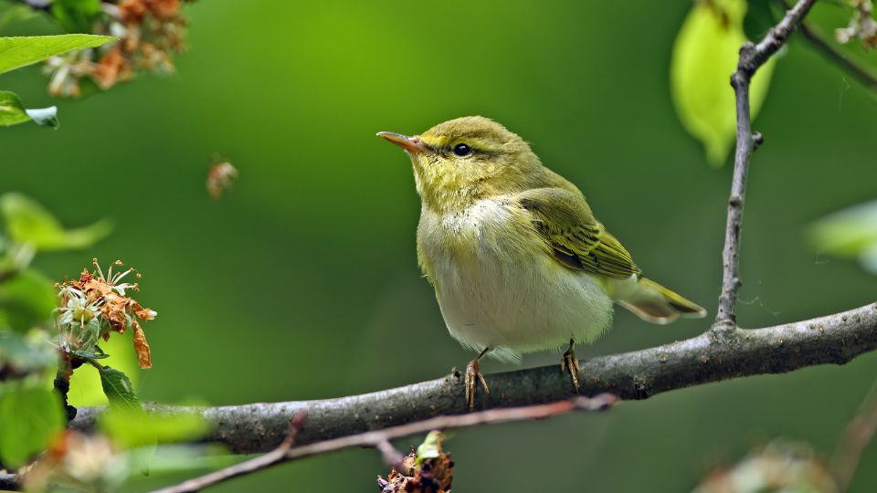 Sisegő füzike (Phylloscopus sibilatrix)