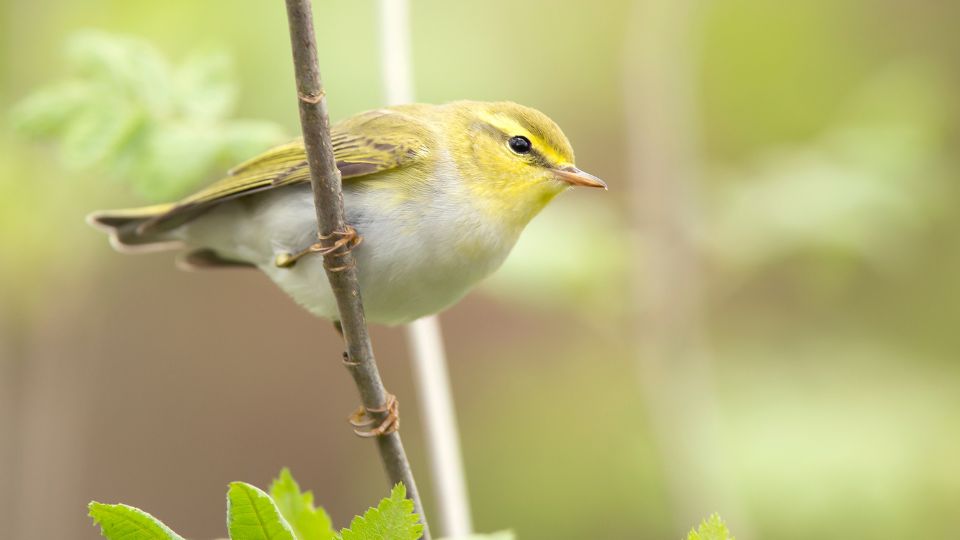 Sisegő füzike (Phylloscopus sibilatrix)