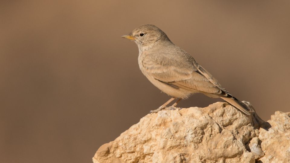 Sivatagi pacsirta Ammomanes deserti 1