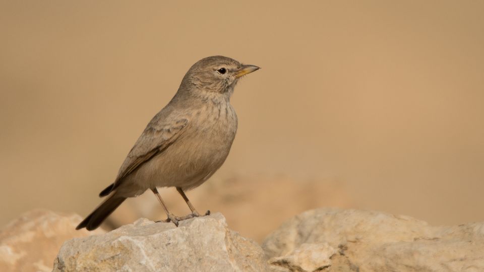 Sivatagi pacsirta Ammomanes deserti 3