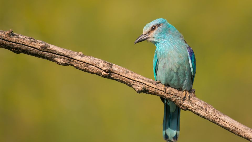 Szalakóta (Coracias garrulus)