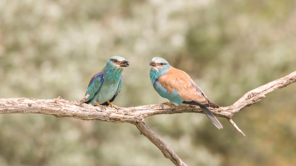 Szalakóta (Coracias garrulus)