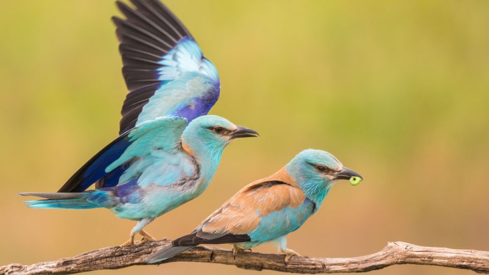 Szalakóta (Coracias garrulus)