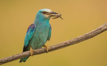 Szalakota Coracias garrulus