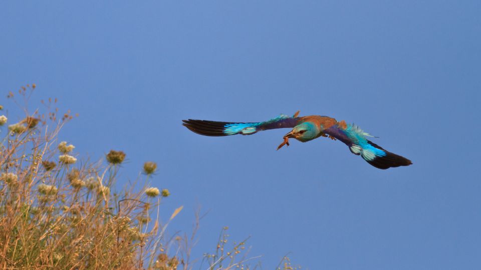 Szalakóta (Coracias garrulus)