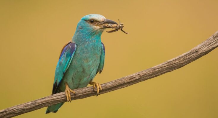 Szalakota Coracias garrulus