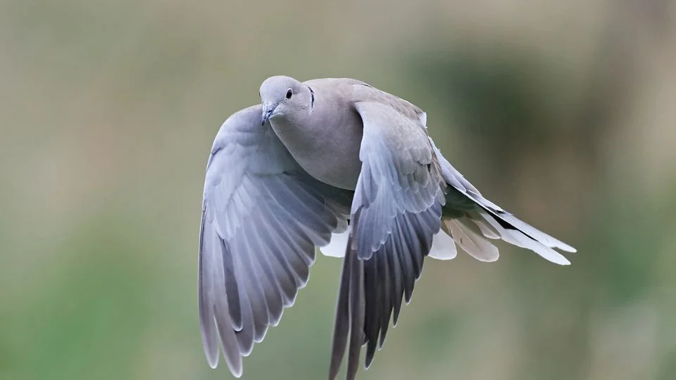 Egy balkáni gerle repül a levegőben, szárnyai szépen kitárva.