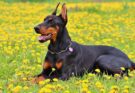 dobermann 5