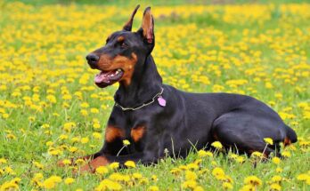 dobermann 5
