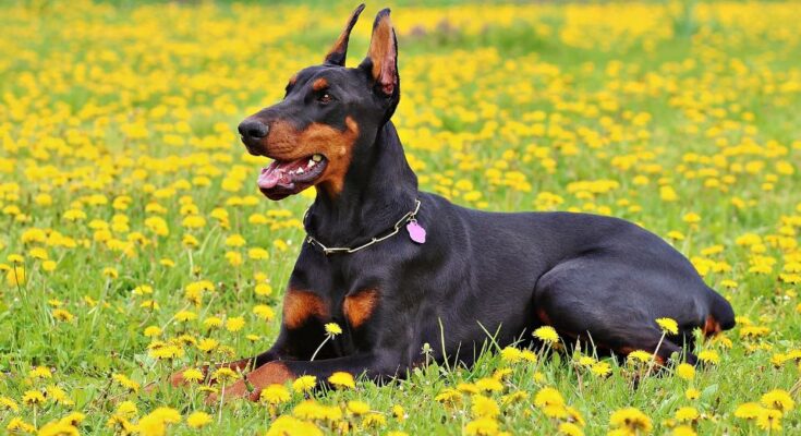 dobermann 5