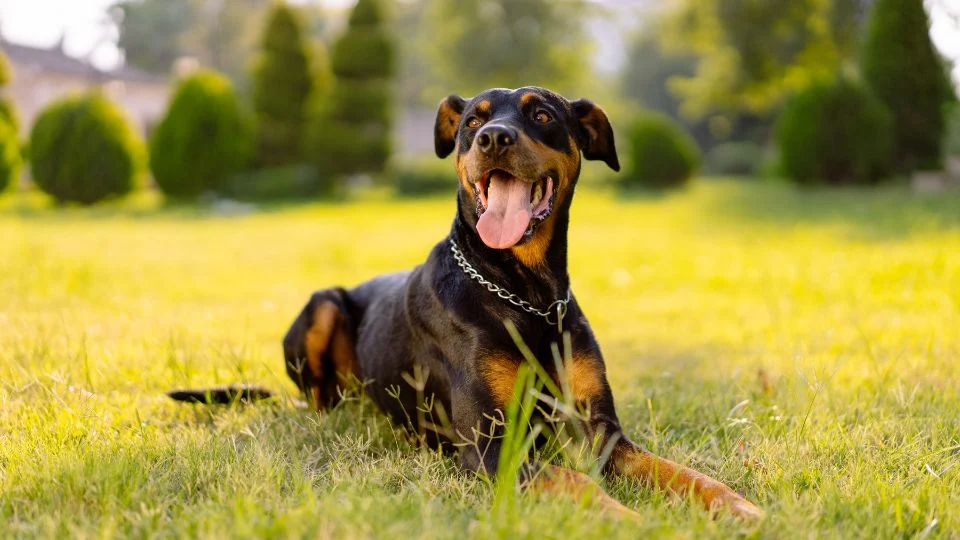 Egy boldog dobermann kutya fekszik a zöld fűben, napfényben.